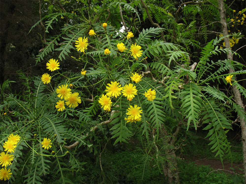 Image of Sonchus canariensis specimen.