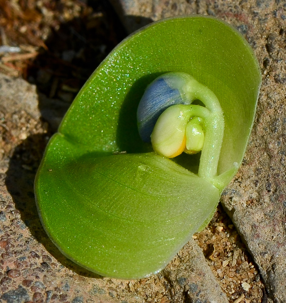 Image of Commelina erecta specimen.