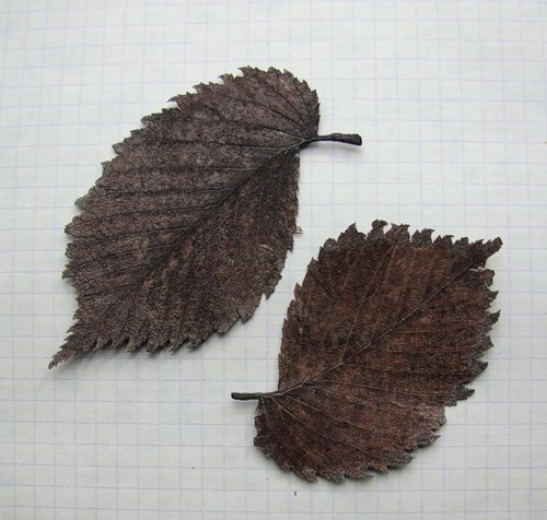 Image of Ulmus laevis specimen.