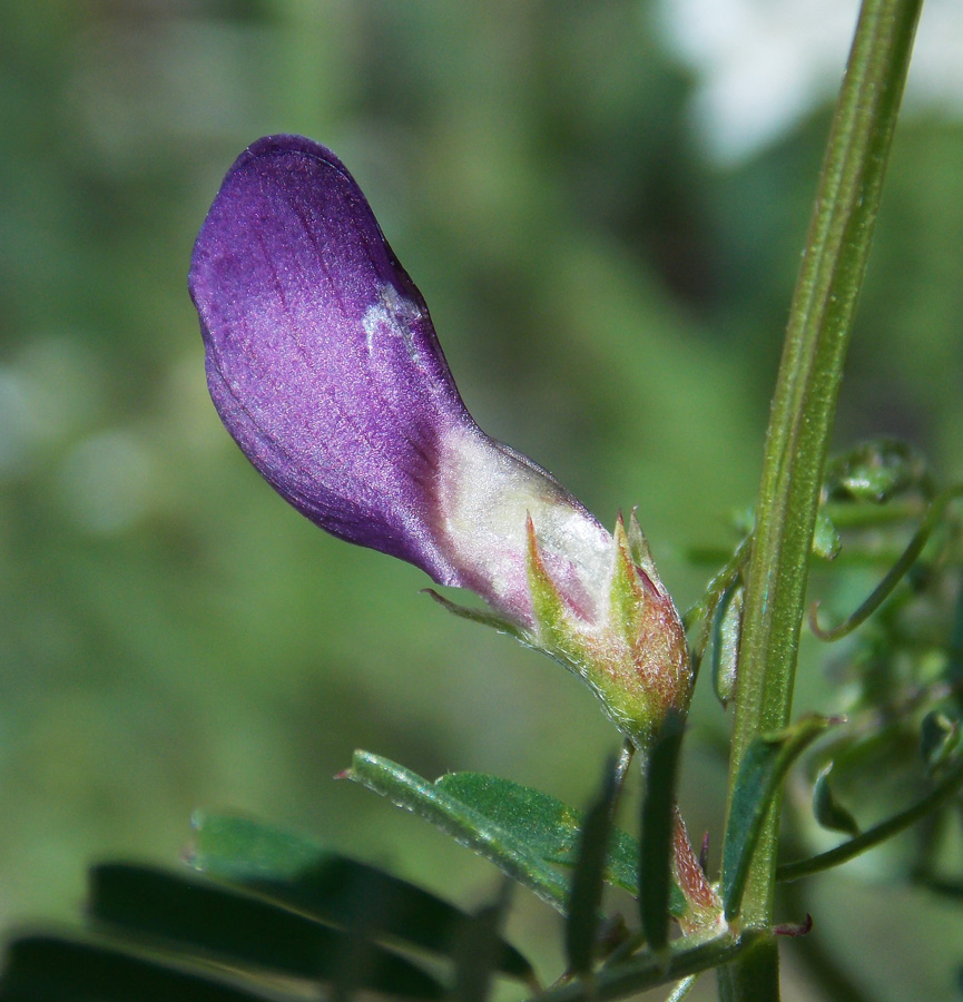 Image of Vicia peregrina specimen.