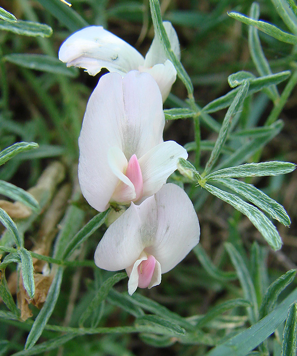 Изображение особи Astragalus lenensis.