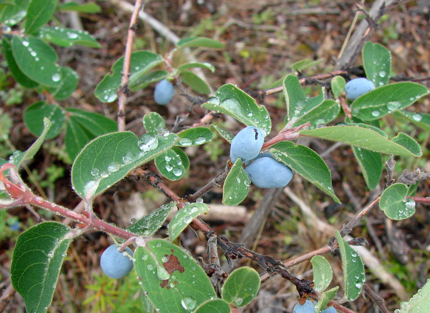 Изображение особи Lonicera pallasii.