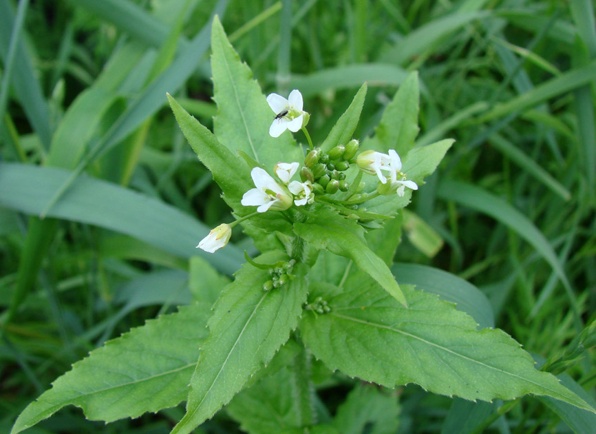 Image of Arabis pendula specimen.