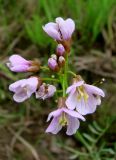 genus Cardamine. Соцветие. Якутия (Саха), Алданский р-н, окр. пос. Тобук, пойма р. Алдан. 20.06.2012.