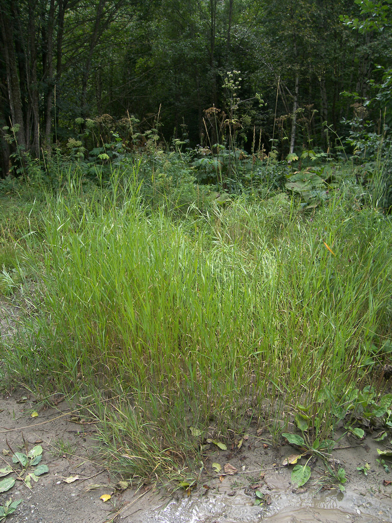 Image of Elytrigia repens specimen.