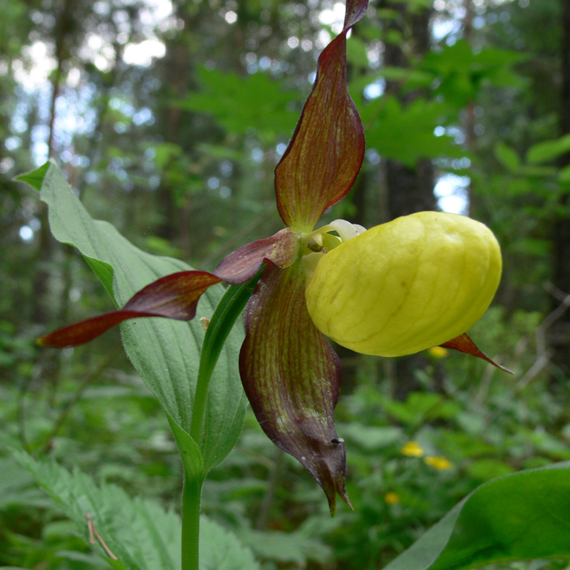 Image of Cypripedium calceolus specimen.