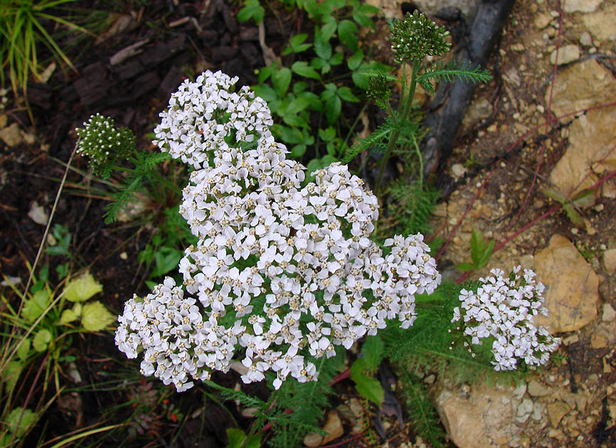 Image of Achillea millefolium specimen.