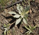 Verbascum songaricum