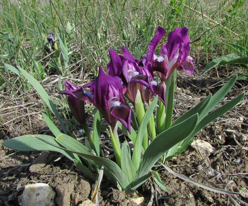 Image of Iris pumila specimen.