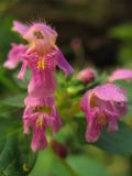 Galeopsis pubescens. Цветки. Украина, Львов, на старой каменной кладке. 10 августа 2006 г.