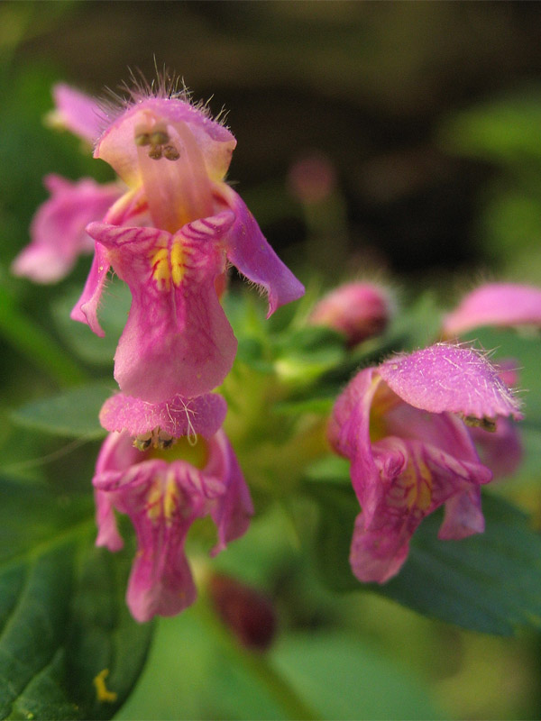 Image of Galeopsis pubescens specimen.