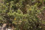 Scolymus hispanicus. Цветущее растение. Италия, Саленто, к юго-востоку от г. Отранто, высокий берег моря, обочина грунтовой дороги. 11.06.2014.
