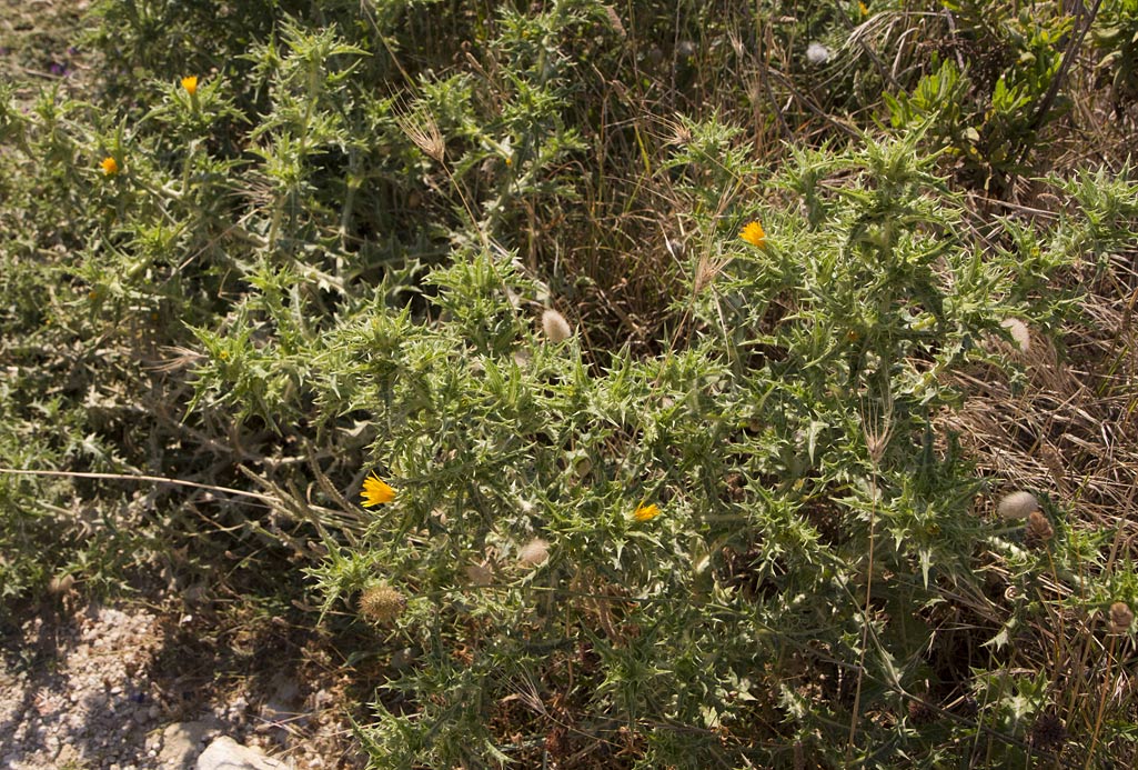 Image of Scolymus hispanicus specimen.