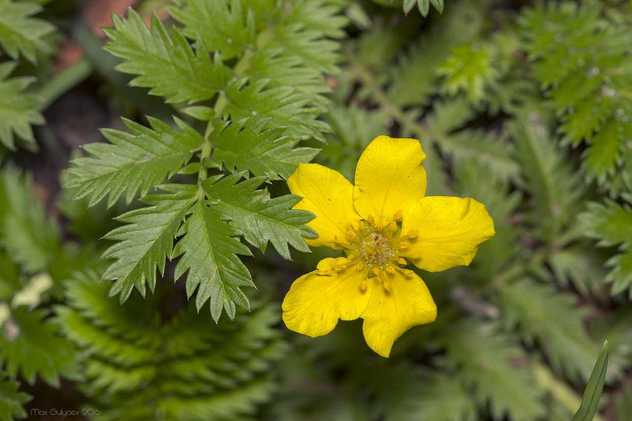 Image of Potentilla anserina specimen.