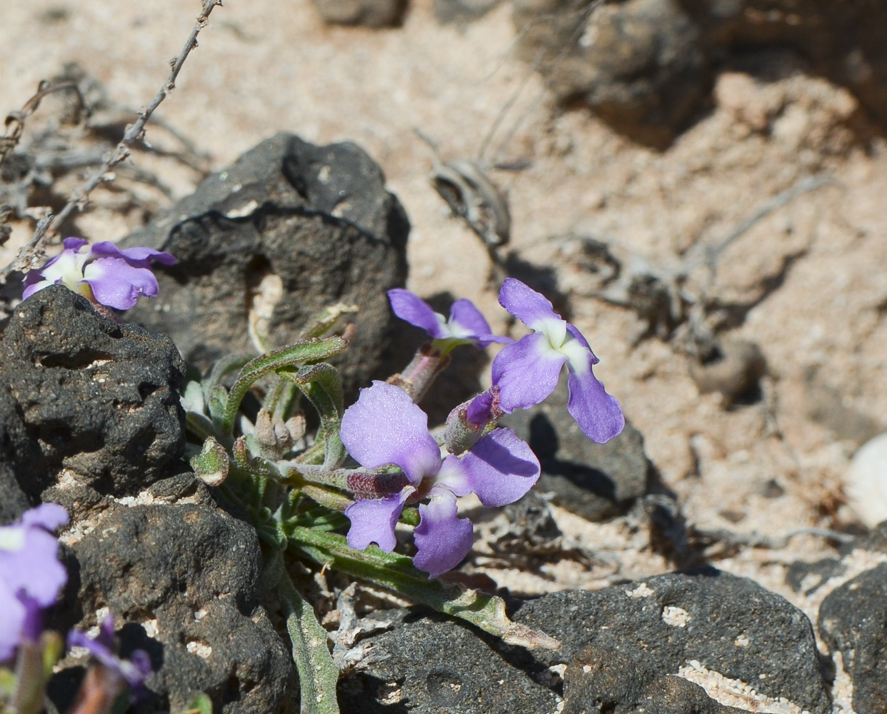 Изображение особи Matthiola fruticulosa var. bolleana.