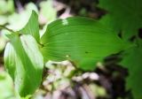 Epipactis helleborine. Лист. Ярославская обл, Переяславский р-н, усадьба Ботик, парк, обочина асфальтовой дорожки. 16.08.2016.