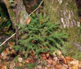 Picea abies. Молодое растение (самосев). Московская обл., Раменский р-н, окр. ж.-д. платформы Хрипань, смешанный лес у ЛЭП. 30.08.2016.