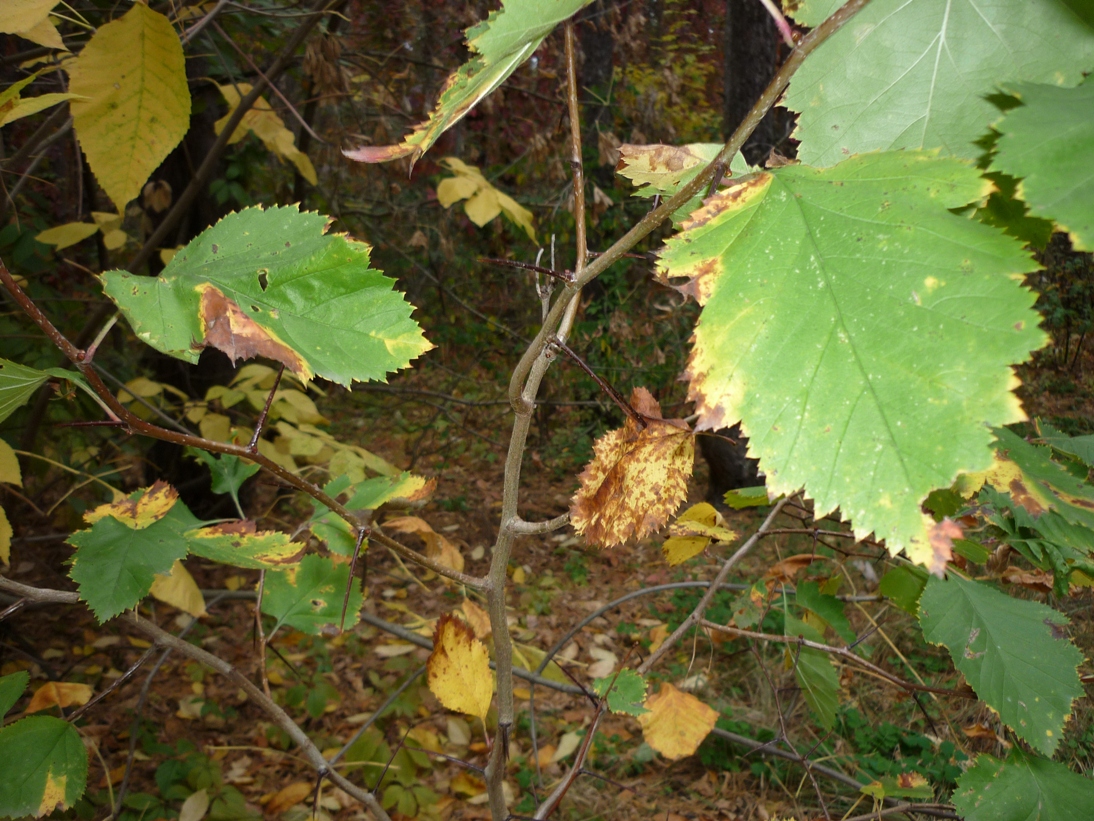 Изображение особи род Crataegus.