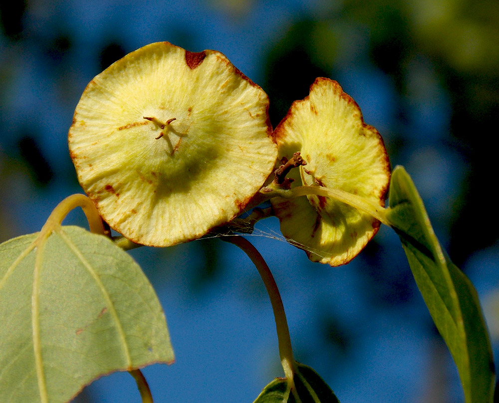 Image of Paliurus spina-christi specimen.