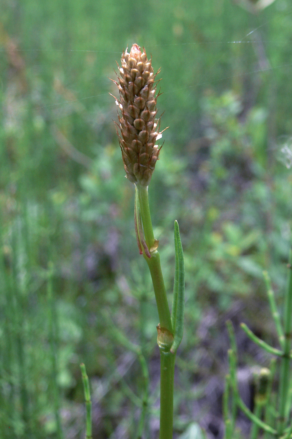 Изображение особи Bistorta officinalis.