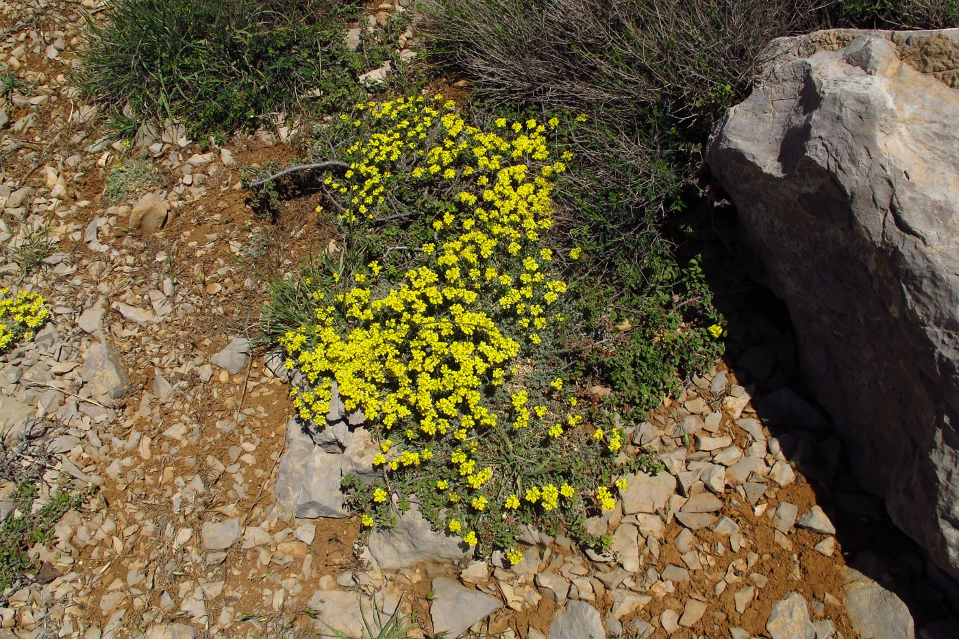 Изображение особи Alyssum baumgartnerianum.