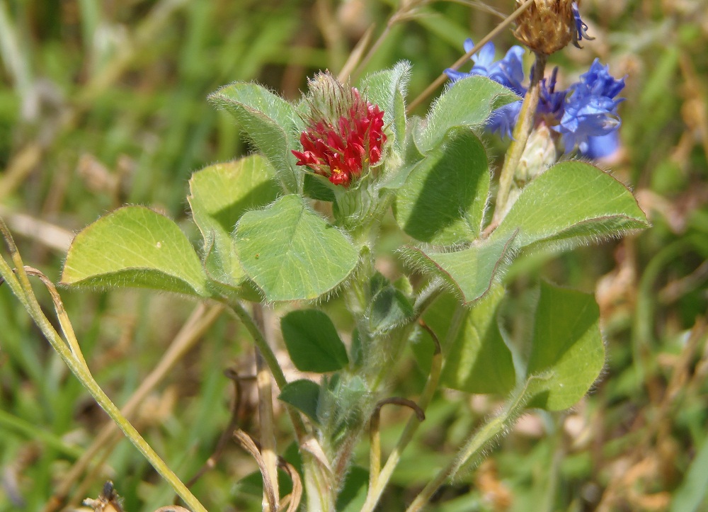 Image of Trifolium incarnatum specimen.