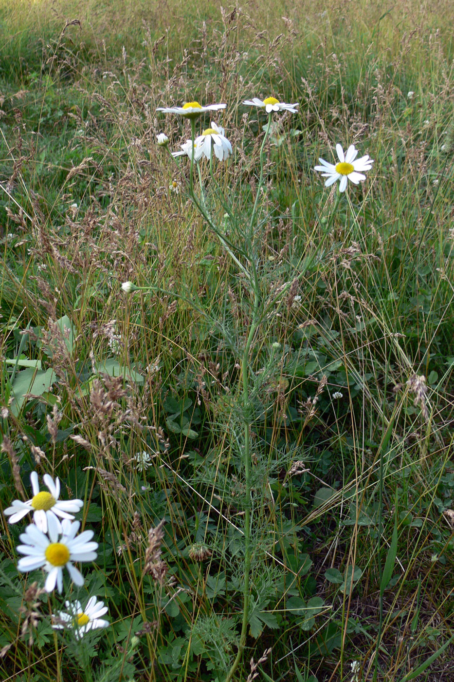 Изображение особи Tripleurospermum inodorum.