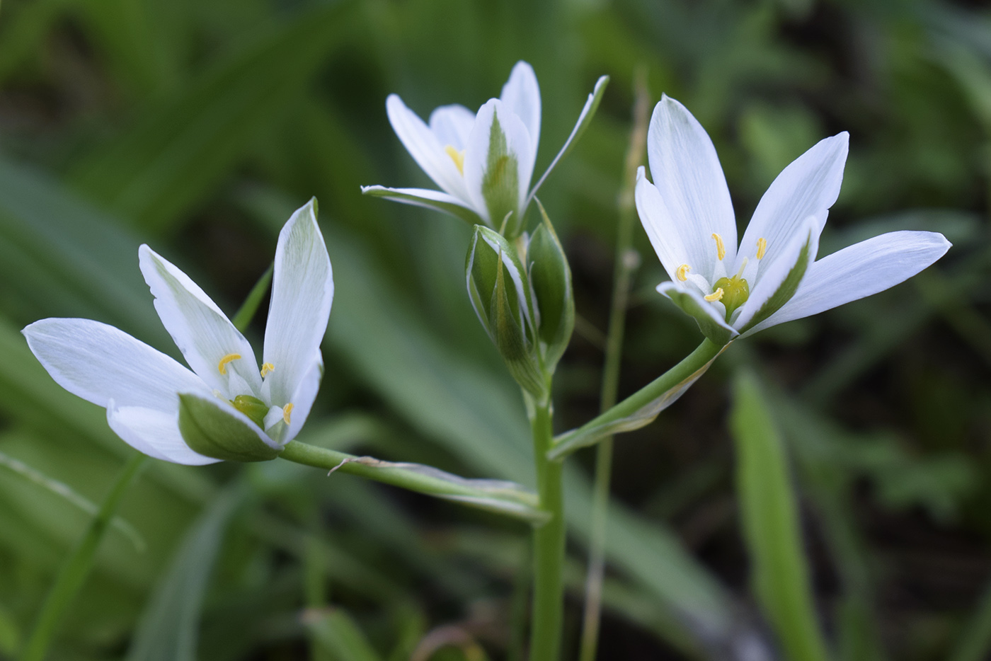 Изображение особи Ornithogalum divergens.