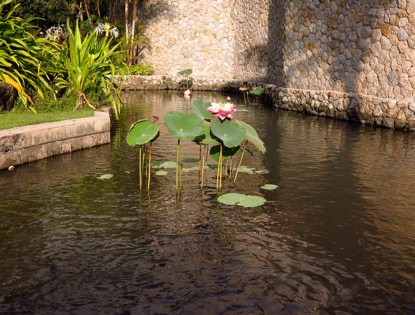 Изображение особи Nelumbo nucifera.