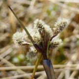 Eriophorum angustifolium