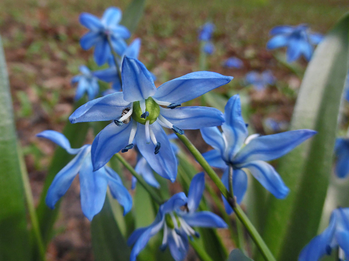 Image of Scilla siberica specimen.