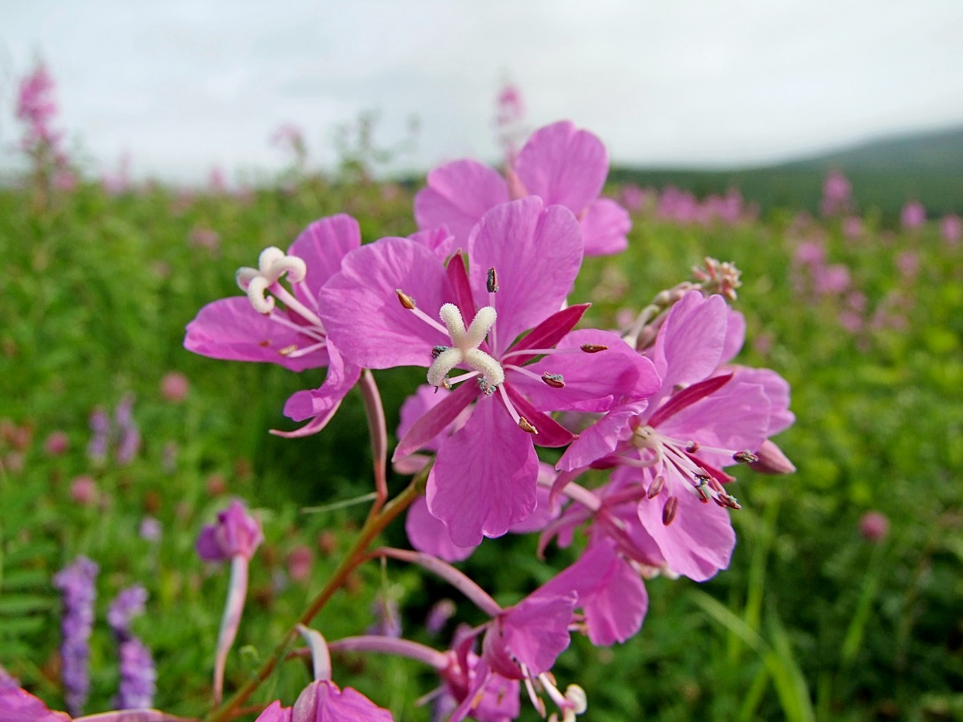 Image of Chamaenerion angustifolium specimen.