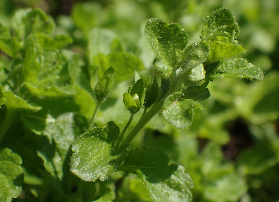 Image of Veronica filiformis specimen.