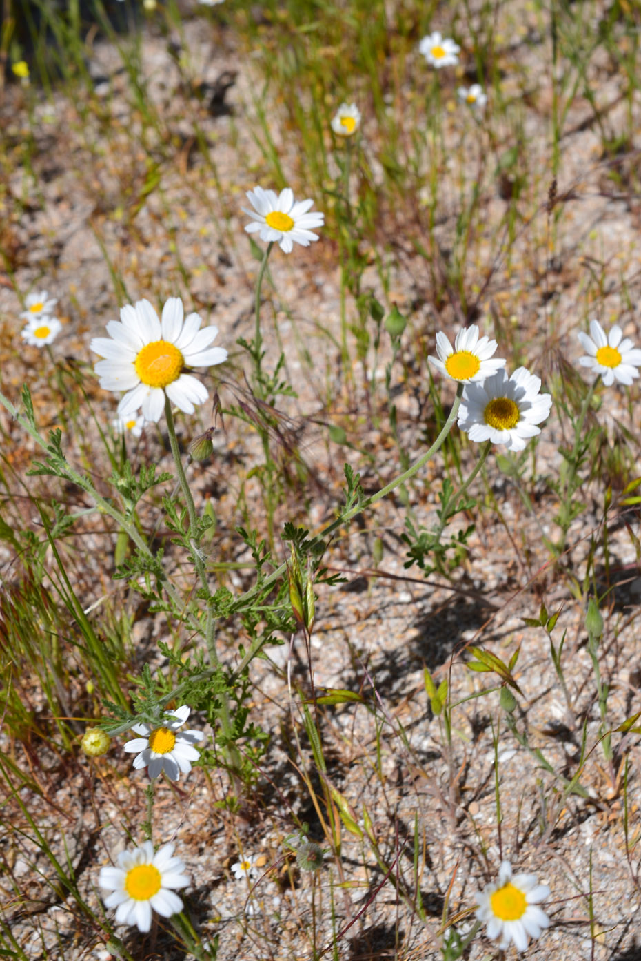 Image of Anthemis ruthenica specimen.