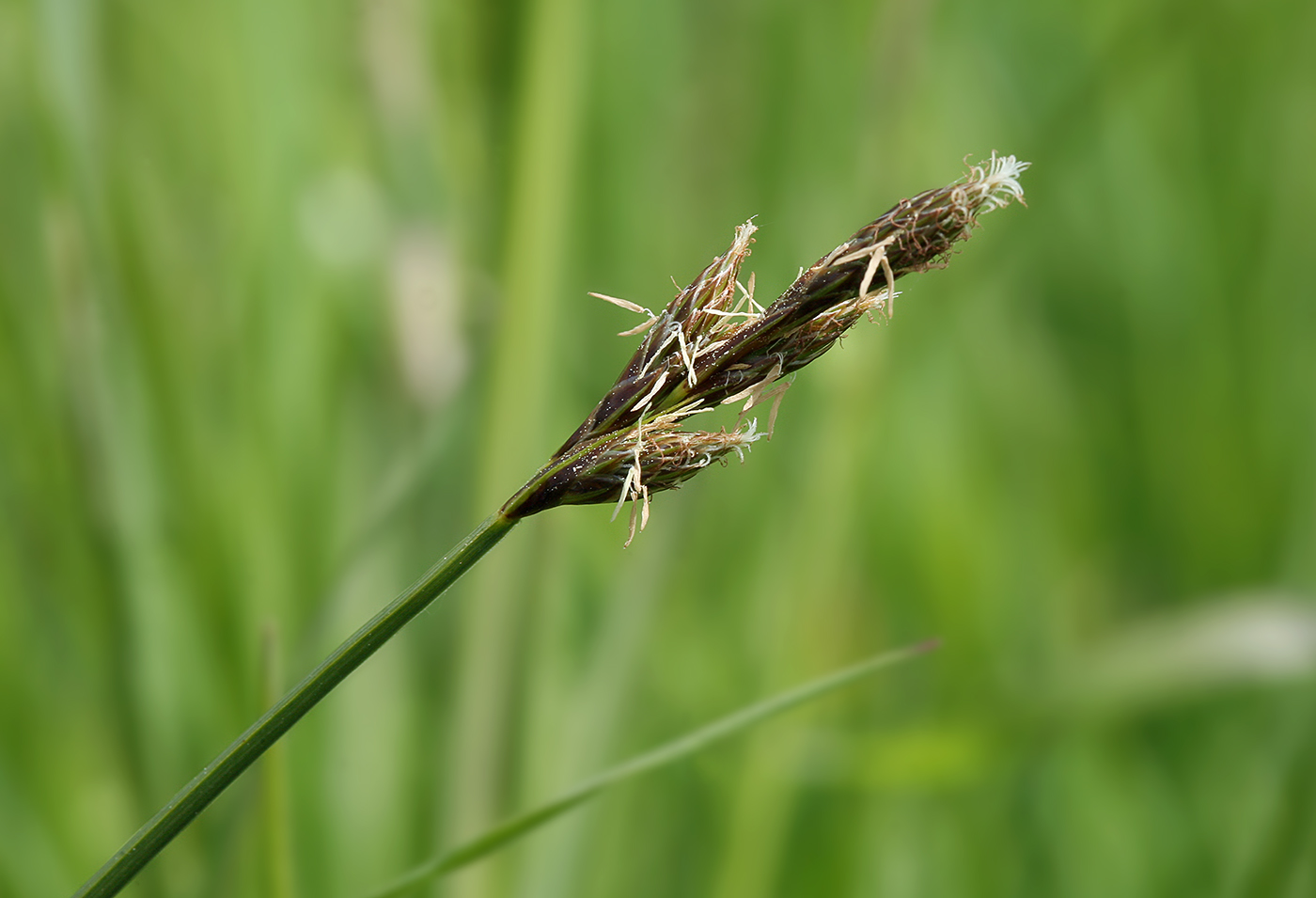 Изображение особи Carex leporina.