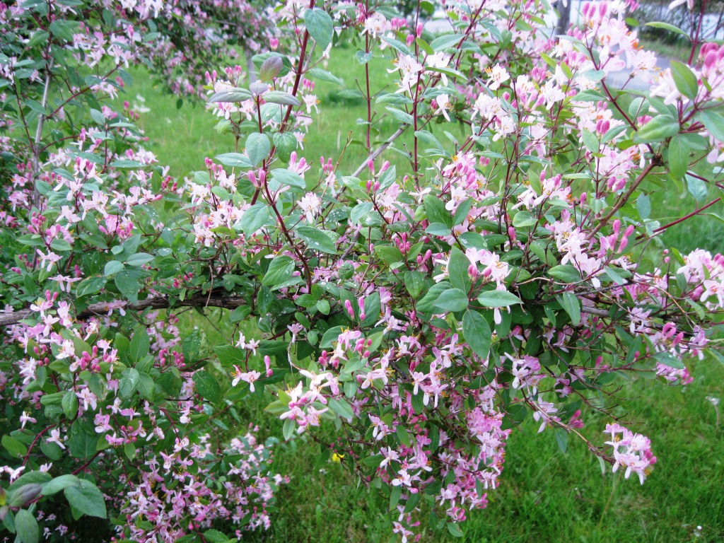 Image of Lonicera tatarica specimen.