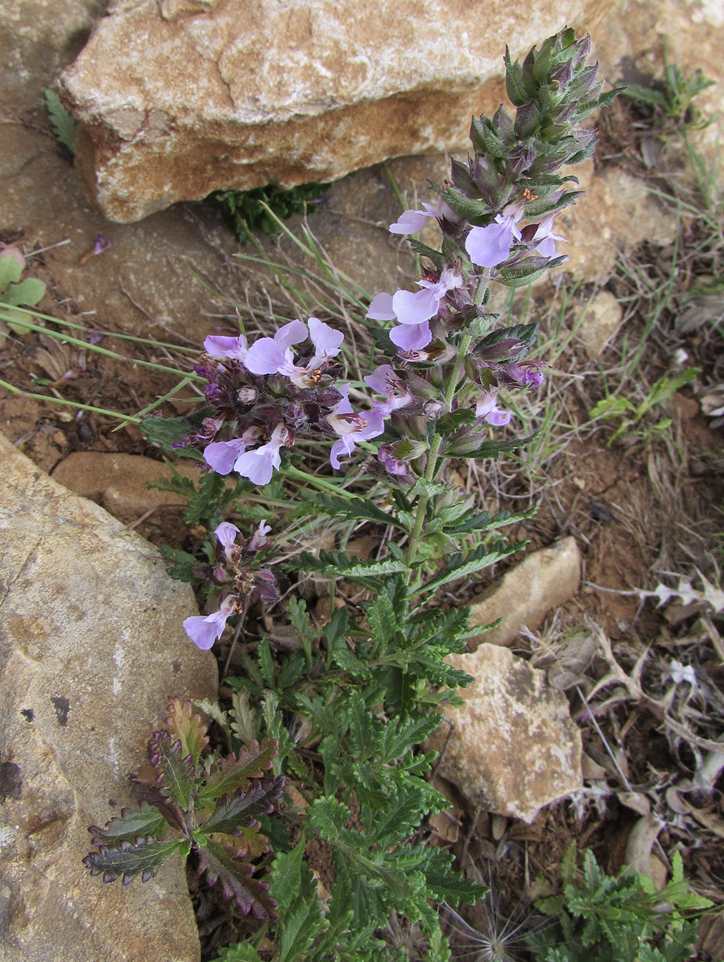 Image of Teucrium chamaedrys ssp. pinnatifidum specimen.