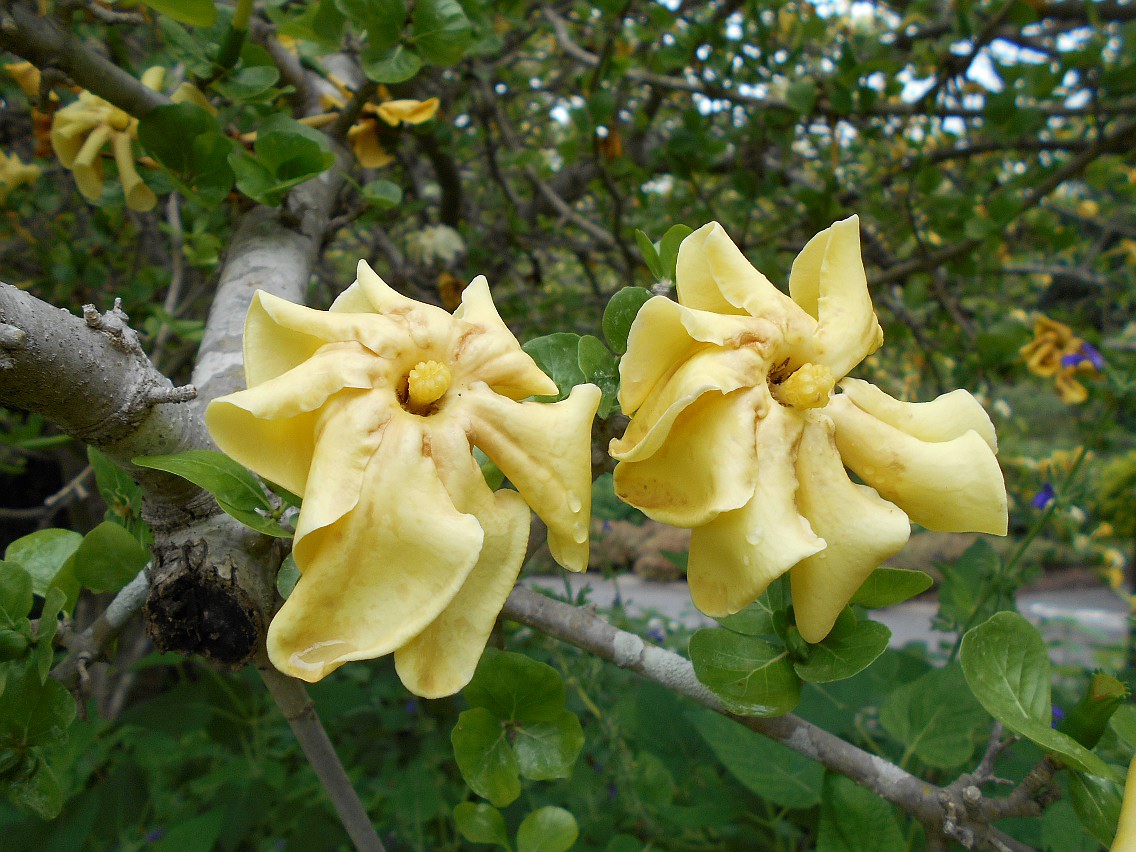 Image of Gardenia volkensii ssp. spathulifolia specimen.