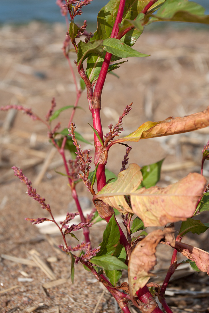 Image of Persicaria lapathifolia specimen.