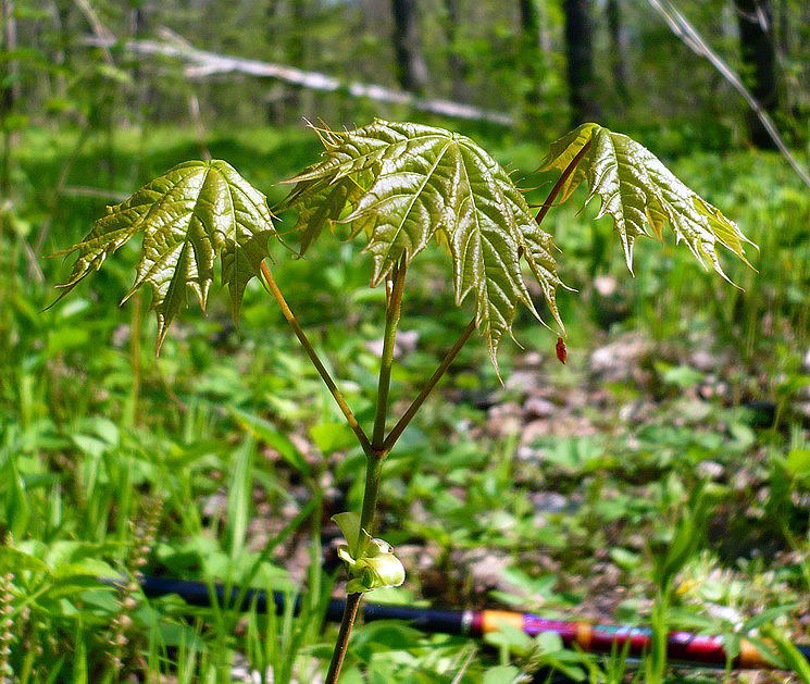 Image of Acer platanoides specimen.