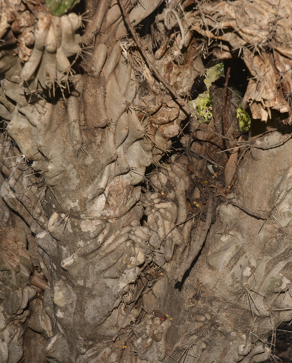 Image of Cereus peruvianus var. monstrosus specimen.