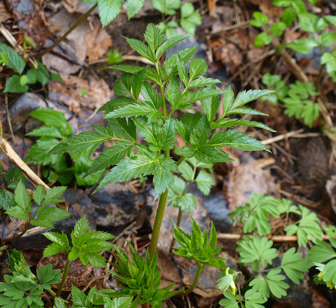 Изображение особи Rhizomatophora aegopodioides.