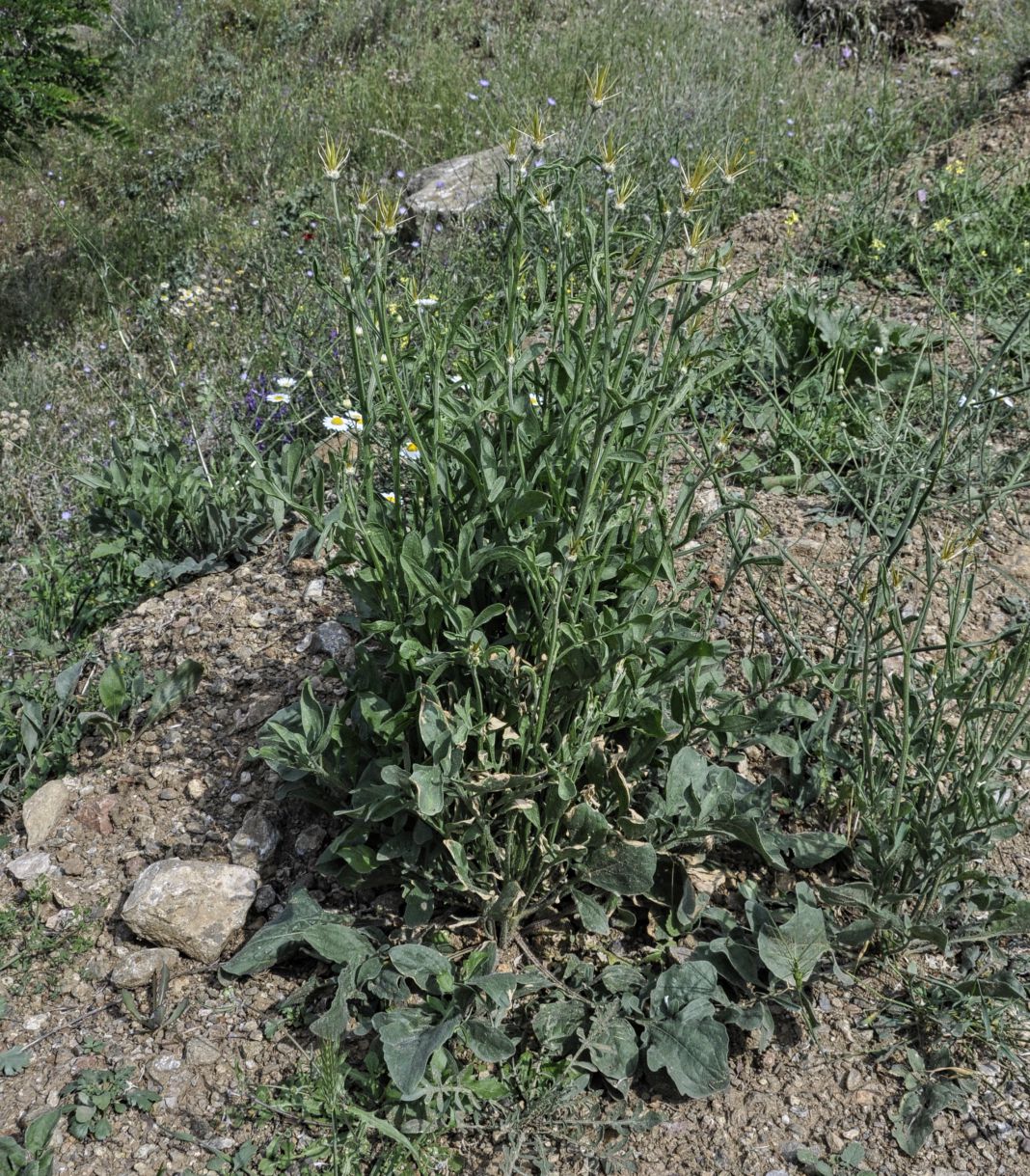 Изображение особи род Centaurea.