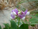 Lathyrus japonicus subspecies maritimus. Соцветие. Калининградская обл., г. Балтийск, городской пляж. 11 августа 2018 г.