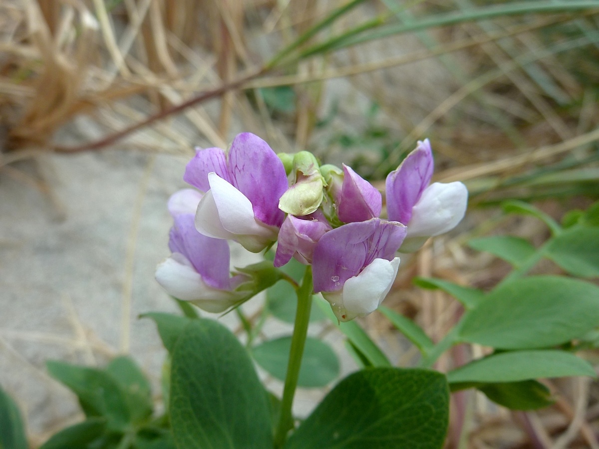 Изображение особи Lathyrus japonicus ssp. maritimus.