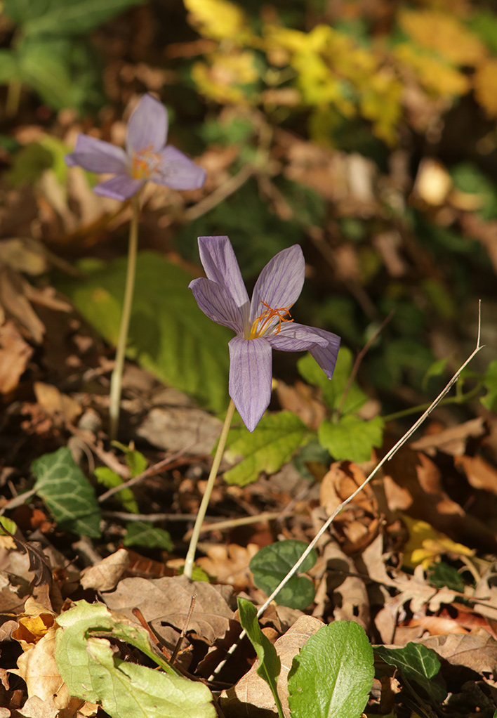 Image of Crocus speciosus specimen.