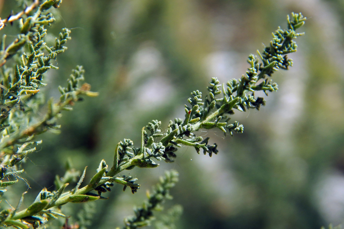 Image of Myricaria squamosa specimen.