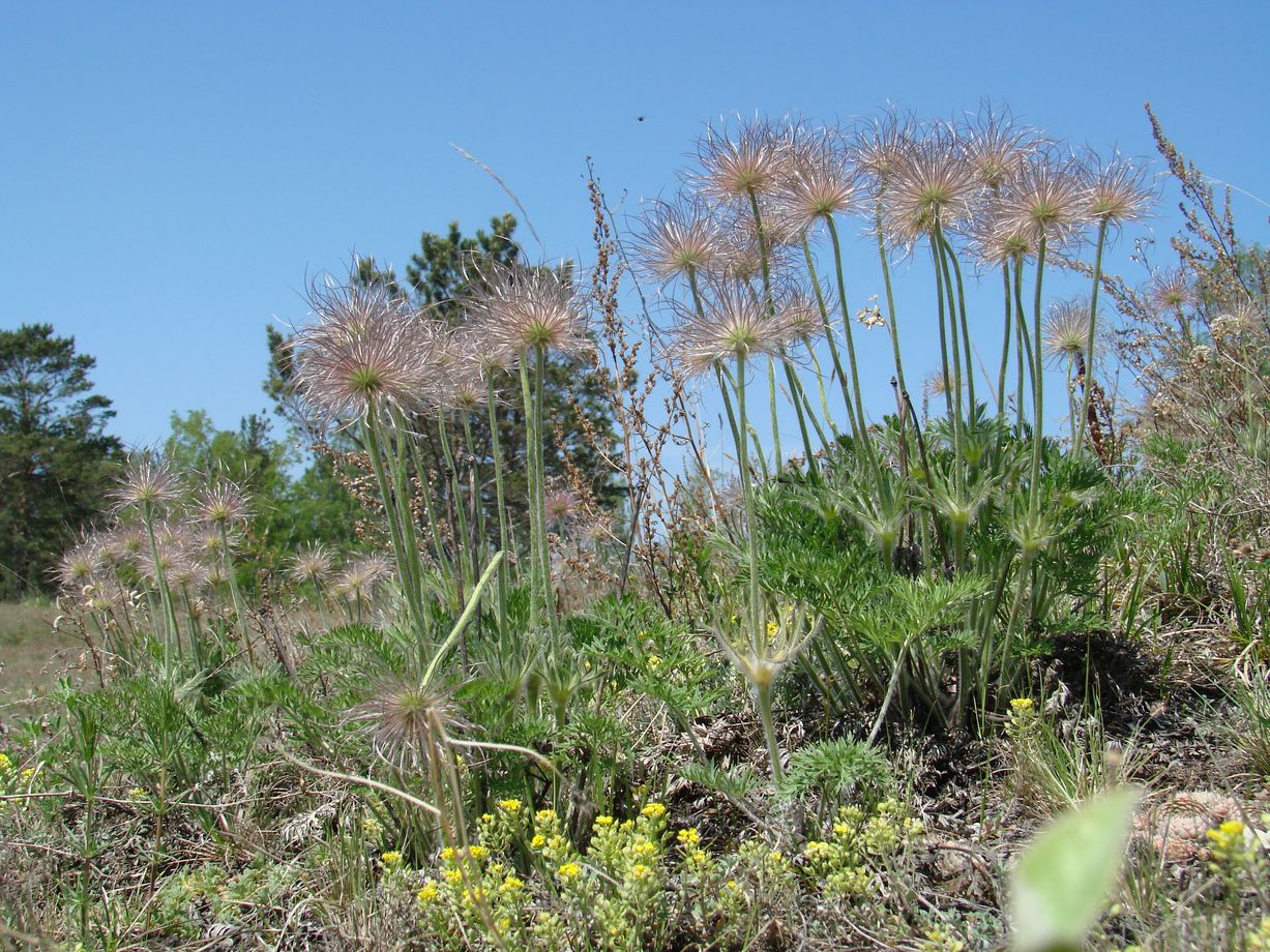 Image of Pulsatilla turczaninovii specimen.