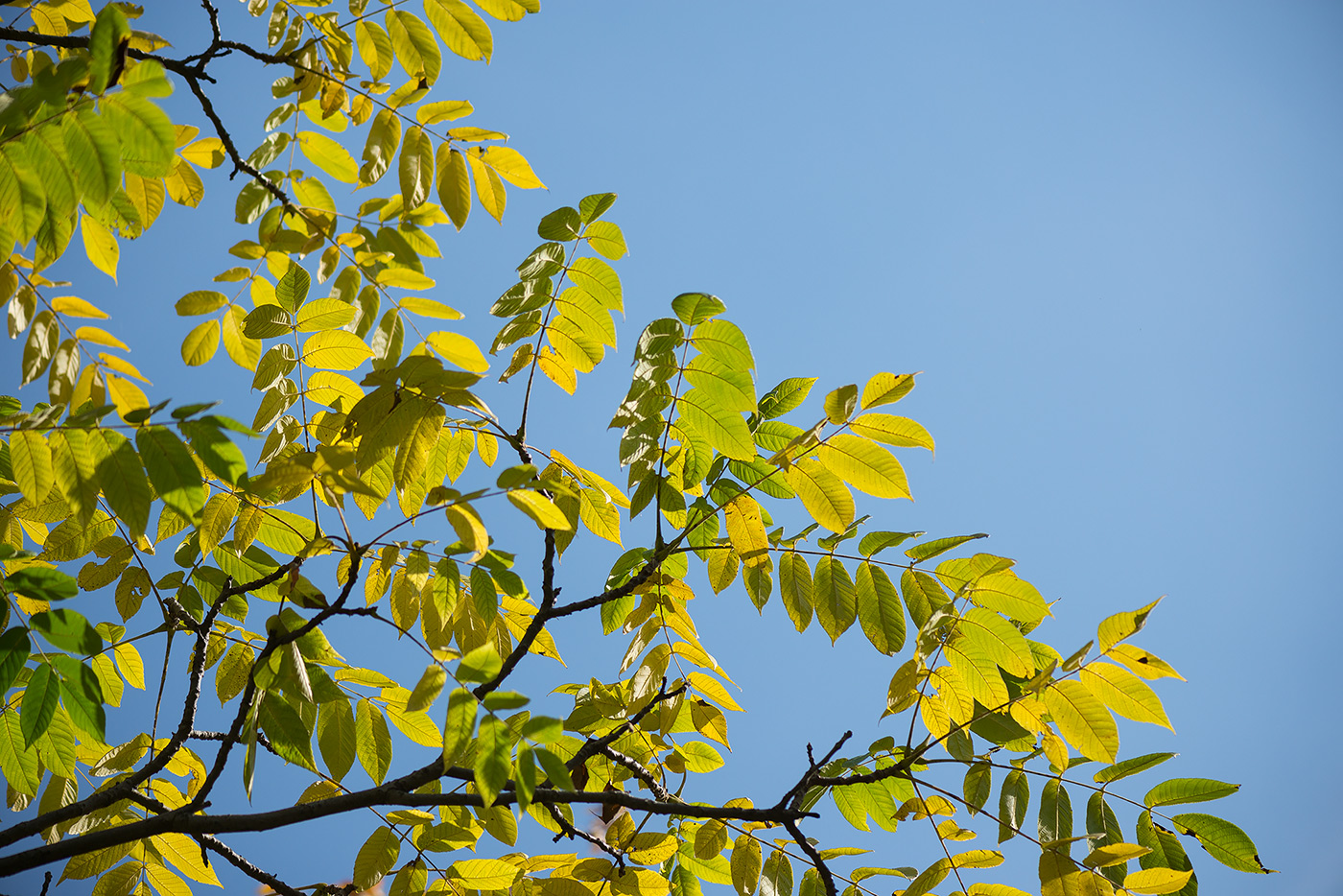 Image of Juglans cinerea specimen.