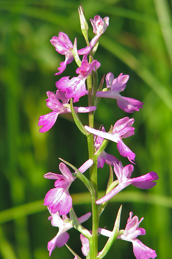 Image of Anacamptis laxiflora ssp. elegans specimen.